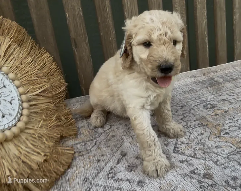 Thea – Goldendoodle puppy for sale in Kirksville, MO