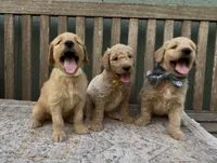 Freya, a female Goldendoodle for sale in Kirksville, MO – 6 of 8