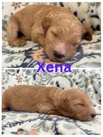 Xena, a female Goldendoodle for sale in Kirksville, MO – 3 of 3