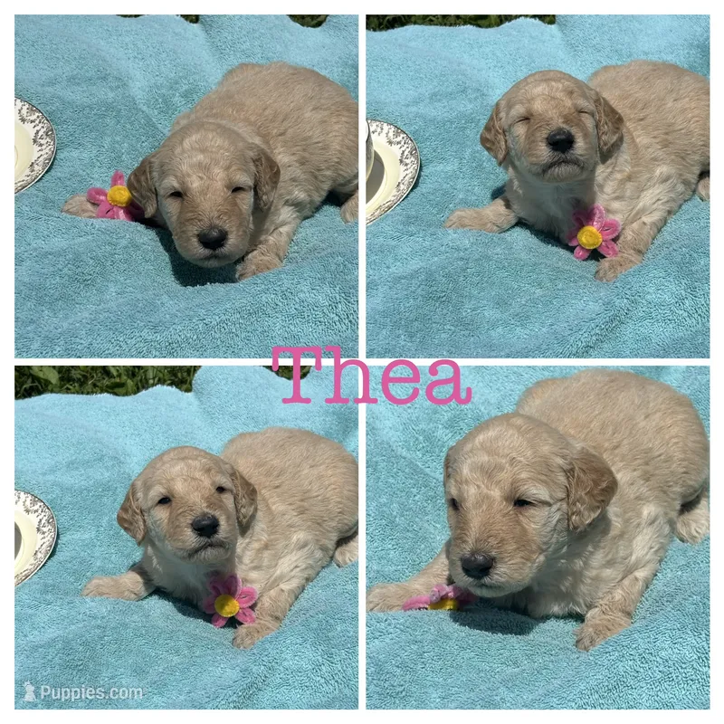 Thea – Goldendoodle puppy for sale in Kirksville, MO
