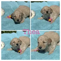 Thea, a female Goldendoodle for sale in Kirksville, MO – 1 of 3