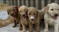 Freya, a female Goldendoodle for sale in Kirksville, MO – 4 of 8