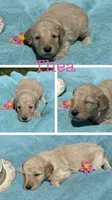 Thea, a female Goldendoodle for sale in Kirksville, MO – 3 of 3