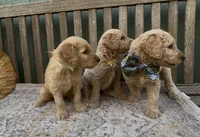 Freya, a female Goldendoodle for sale in Kirksville, MO – 5 of 8