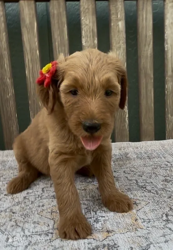 Freya – Goldendoodle puppy for sale in Kirksville, MO
