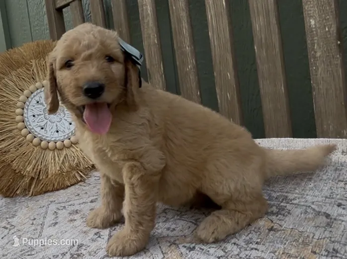 Odessa – Goldendoodle puppy for sale in Kirksville, MO