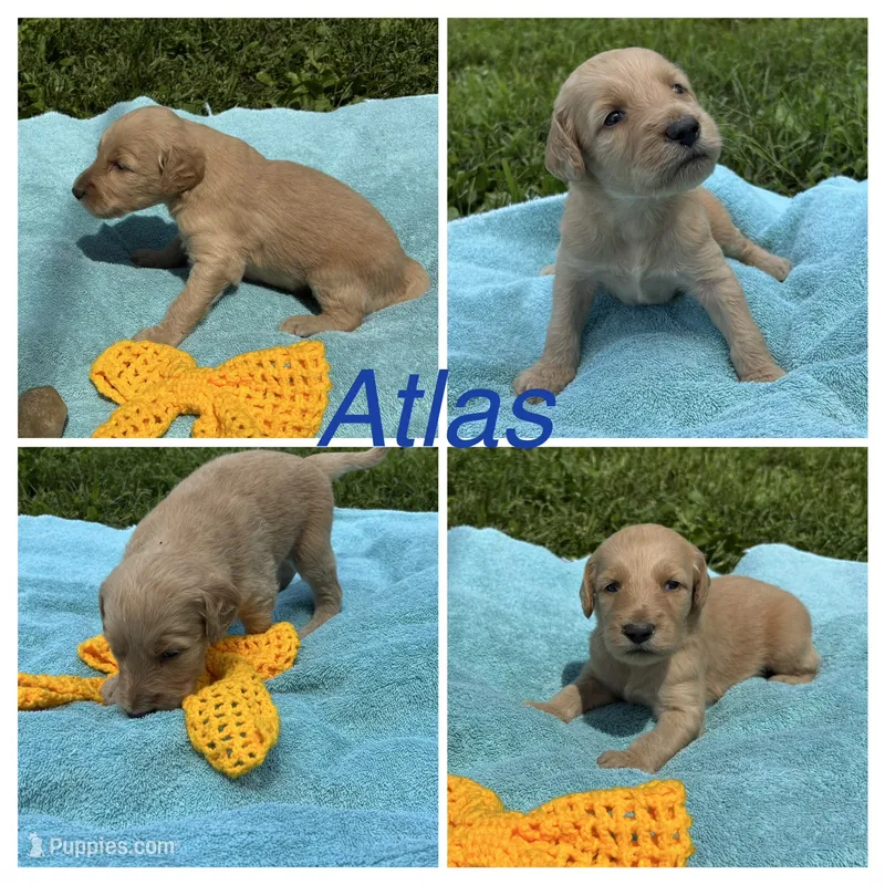 Atlas  – Goldendoodle puppy for sale in Kirksville, MO