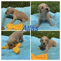 Atlas , a male Goldendoodle for sale in Kirksville, MO – 1 of 3