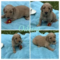 Odessa, a female Goldendoodle for sale in Kirksville, MO – 2 of 3