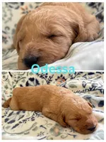Odessa, a female Goldendoodle for sale in Kirksville, MO – 3 of 3