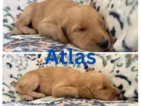 Atlas , a male Goldendoodle for sale in Kirksville, MO – 3 of 3