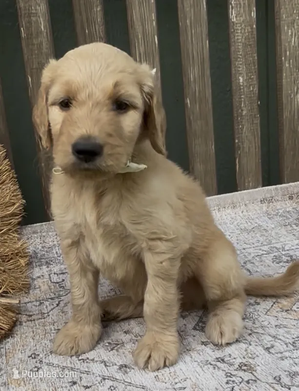Atlas  – Goldendoodle puppy for sale in Kirksville, MO
