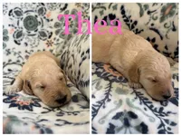 Thea, a female Goldendoodle for sale in Kirksville, MO – 2 of 3