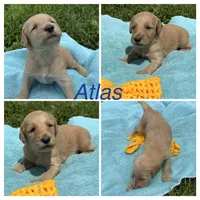 Atlas , a male Goldendoodle for sale in Kirksville, MO – 2 of 3