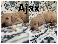 Ajax, a male Goldendoodle for sale in Kirksville, MO – 3 of 3