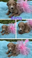 Xena, a female Goldendoodle for sale in Kirksville, MO – 2 of 3