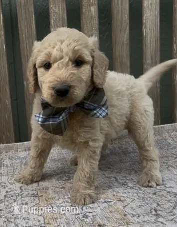 Ajax – Goldendoodle puppy for sale in Kirksville, MO