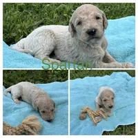 Spartan, a male Goldendoodle for sale in Kirksville, MO – 2 of 3