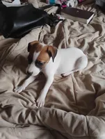 Cleo, a female Jack Russell Terrier for sale in Greenwood, MO – Photo 4 of 4