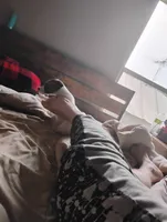 Cleo, a female Jack Russell Terrier for sale in Greenwood, MO – Photo 2 of 4