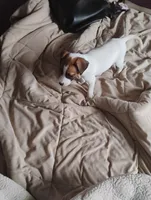 Cleo, a female Jack Russell Terrier for sale in Greenwood, MO – Photo 3 of 4