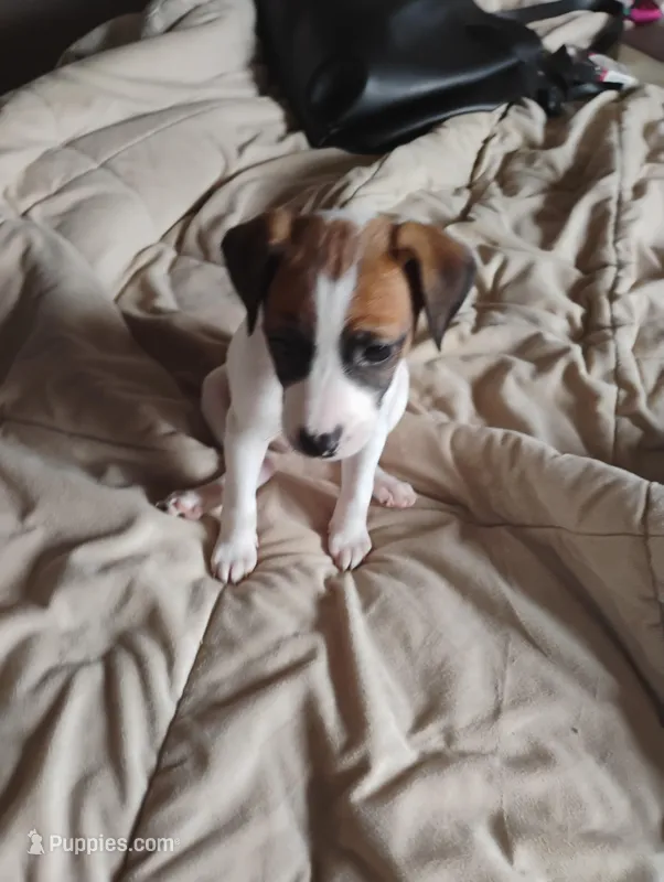 Cleo – Jack Russell Terrier puppy for sale in Greenwood, MO