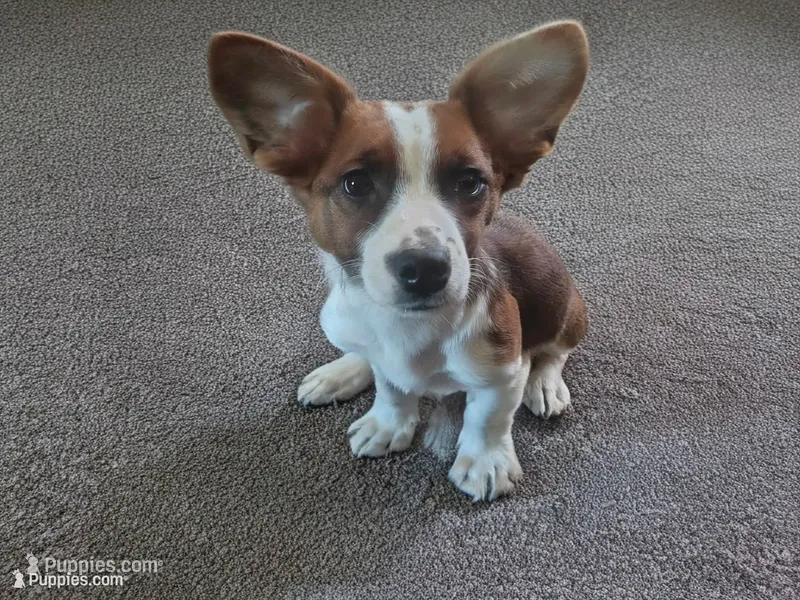 Fluffy Boy  – Australian Cattle Dog, Golden Retriever puppy for sale in Christmas Valley, OR