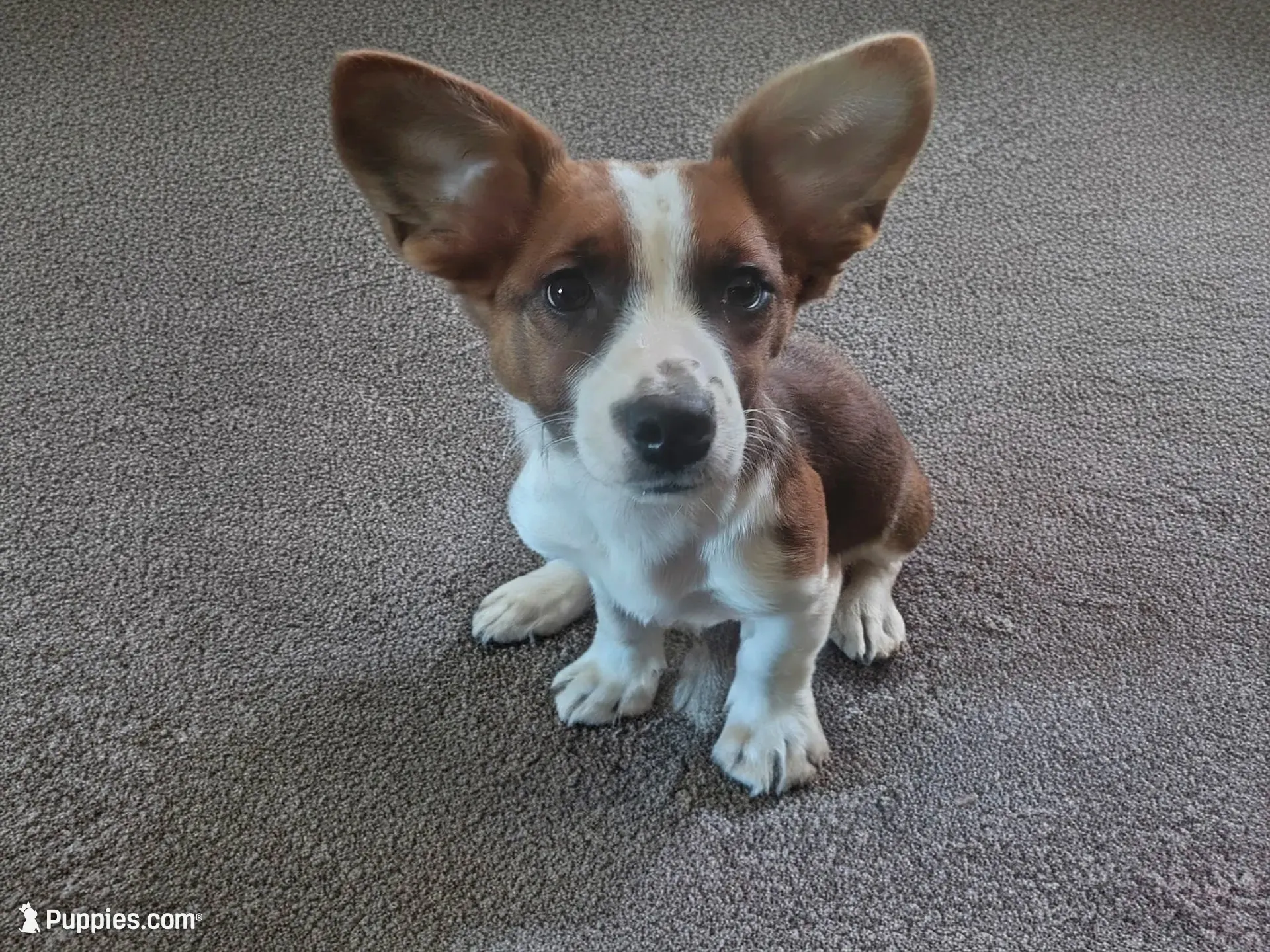 Fluffy Boy , a male Australian Cattle Dog and Golden Retriever for sale in Christmas Valley, OR – 1 of 2