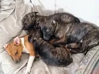 Crookie tail, a female Boston Terrier and Dachshund for sale in Christmas Valley, OR – 3 of 3