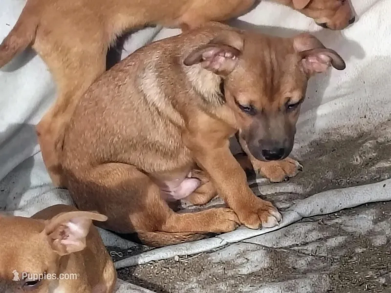 Mr. Snuggles – Boston Terrier, Chihuahua puppy for sale in Christmas Valley, OR