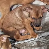 Mr. Snuggles, a male Boston Terrier and Chihuahua for sale in Christmas Valley, OR – Photo 2 of 2