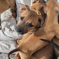 Mr. Snuggles, a male Boston Terrier and Chihuahua for sale in Christmas Valley, OR – Photo 1 of 2