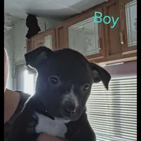 Bagerra, a male Border Collie and American Pit Bull Terrier for sale in Christmas Valley, OR – Photo 3 of 6