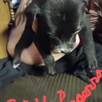 Bagerra, a male Border Collie and American Pit Bull Terrier for sale in Christmas Valley, OR – Photo 2 of 6