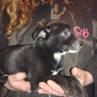 Bagerra, a male Border Collie and American Pit Bull Terrier for sale in Christmas Valley, OR – Photo 6 of 6