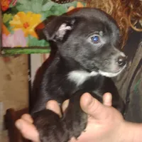 Bagerra, a male Border Collie and American Pit Bull Terrier for sale in Christmas Valley, OR – Photo 1 of 6