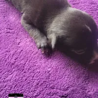 Bagerra, a male Border Collie and American Pit Bull Terrier for sale in Christmas Valley, OR – Photo 4 of 6