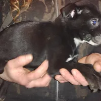 Bagerra, a male Border Collie and American Pit Bull Terrier for sale in Christmas Valley, OR – Photo 5 of 6