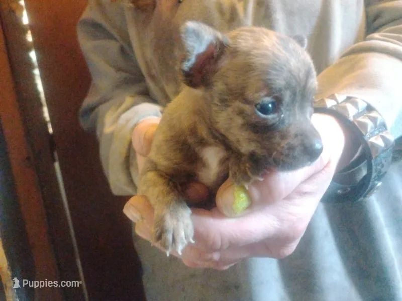 Liger  – Boston Terrier, Dachshund puppy for sale in Christmas Valley, OR