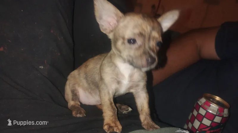 Liger  – Boston Terrier, Dachshund puppy for sale in Christmas Valley, OR