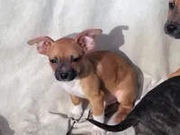 Socks, a male Dachshund and Chihuahua for sale in Christmas Valley, OR – Photo 1 of 2