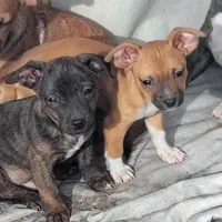 Brindo, a male Dachshund and Chihuahua for sale in Christmas Valley, OR – Photo 1 of 2