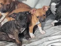 Brindo, a male Dachshund and Chihuahua for sale in Christmas Valley, OR – Photo 2 of 2