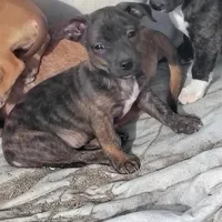 Brindo, a male Dachshund and Chihuahua for sale in Christmas Valley, OR – Photo 2 of 2