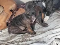 Brindo, a male Dachshund and Chihuahua for sale in Christmas Valley, OR – Photo 1 of 2