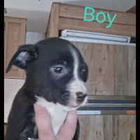 Dodger, a male Border Collie and American Pit Bull Terrier for sale in Christmas Valley, OR – 1 of 1