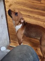Crookie tail, a female Boston Terrier and Dachshund for sale in Christmas Valley, OR – 2 of 3