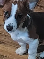 Fluffy Boy , a male Australian Cattle Dog and Golden Retriever for sale in Christmas Valley, OR – 2 of 2