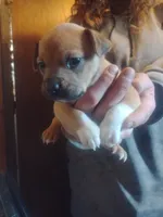 Scrappy , a male Boston Terrier and Dachshund for sale in Christmas Valley, OR – 1 of 1