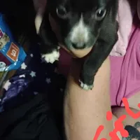 Tricksy, a female Border Collie and American Pit Bull Terrier for sale in Christmas Valley, OR – Photo 2 of 2